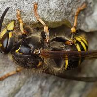 Median Wasp 3 